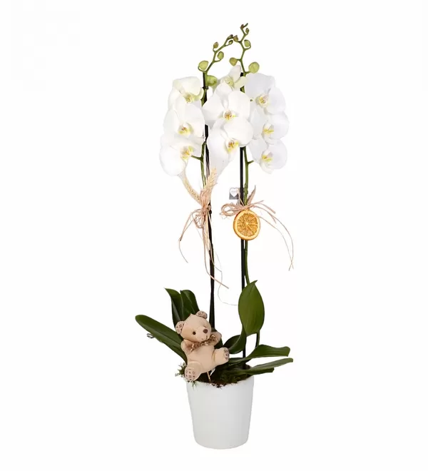 Saksıda Çift Dal Beyaz Orkide ve Mini Ayıcık