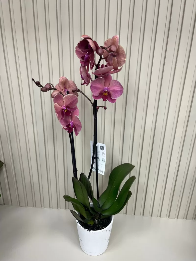 ÇİFT DAL PEMBE ORKİDE