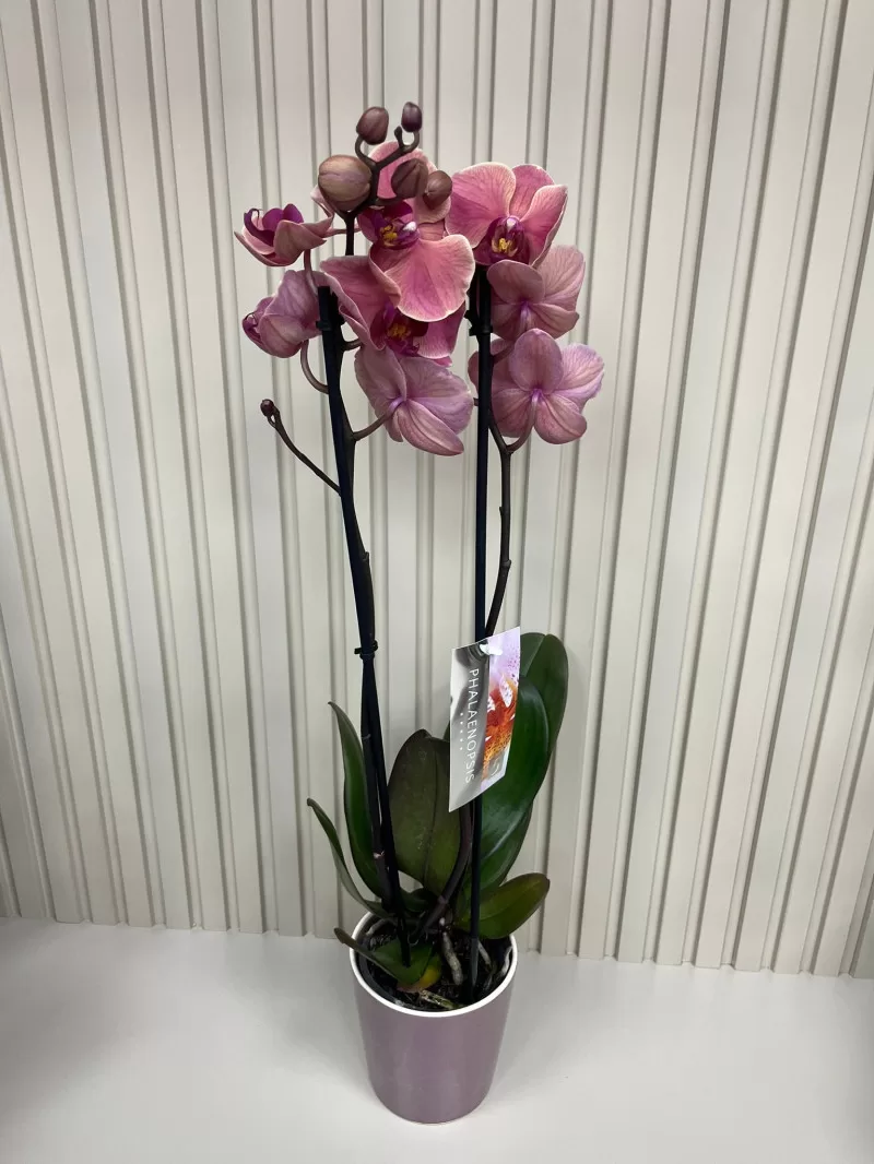 ÇİFT DAL PEMBE ORKİDE