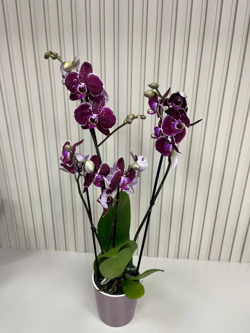 ÇİFT DAL MOR ORKİDE