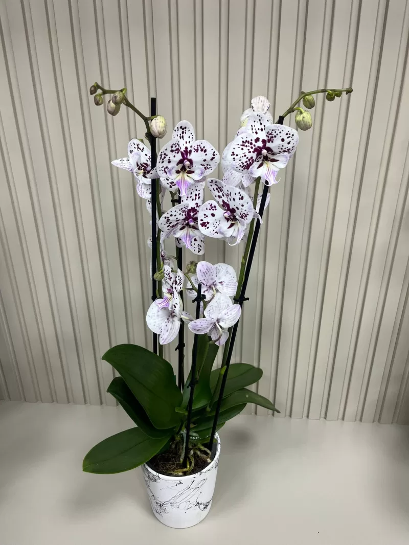 MOR BENEKLİ 4 DAL ORKİDE