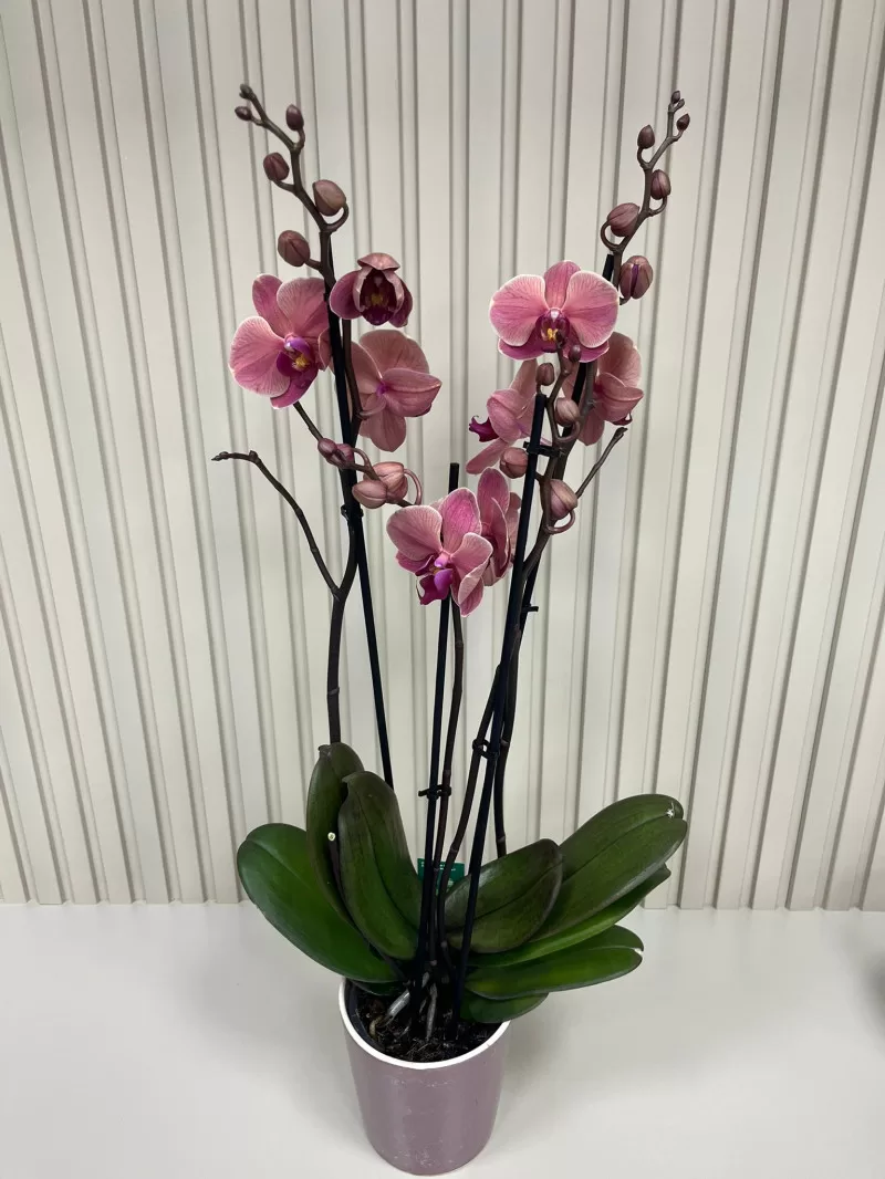 ÇİFT DAL PEMBE ORKİDE