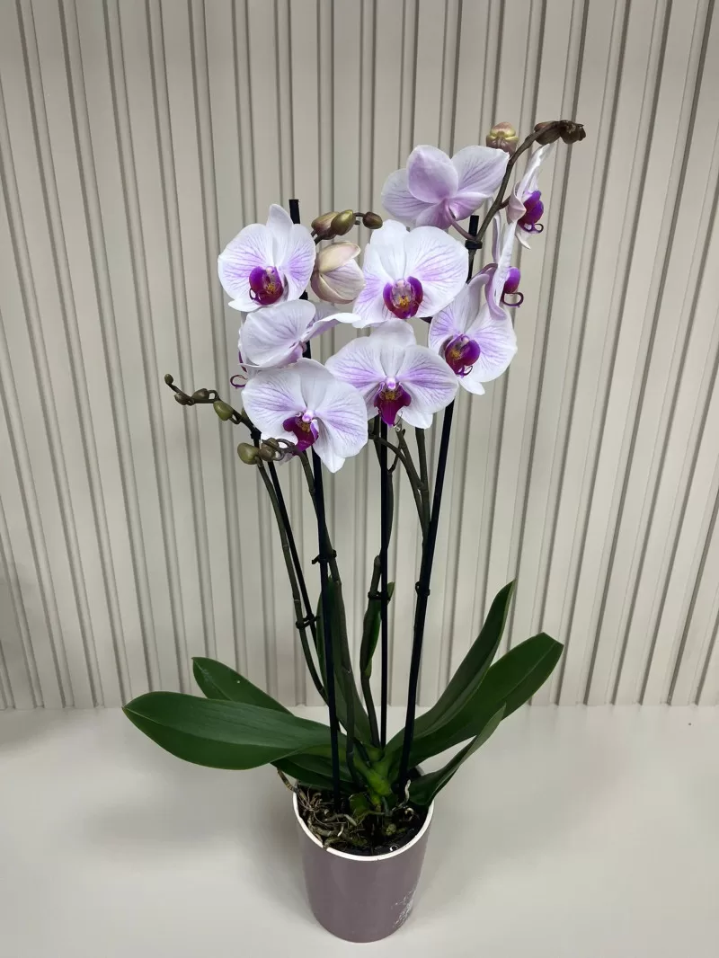 ÇİFT DAL LİLA DOKUNUŞLU BEYAZ ORKİDE