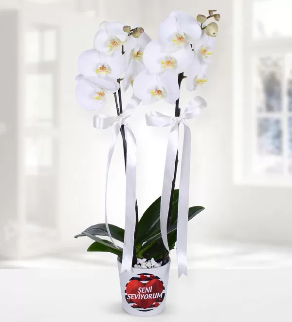 Seni Seviyorum Temalı Orkide