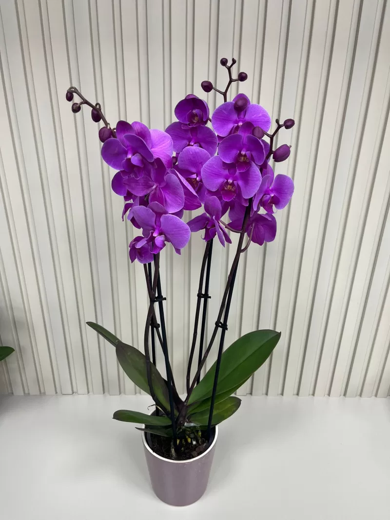 ÇİFT  DAL MOR ORKİDE