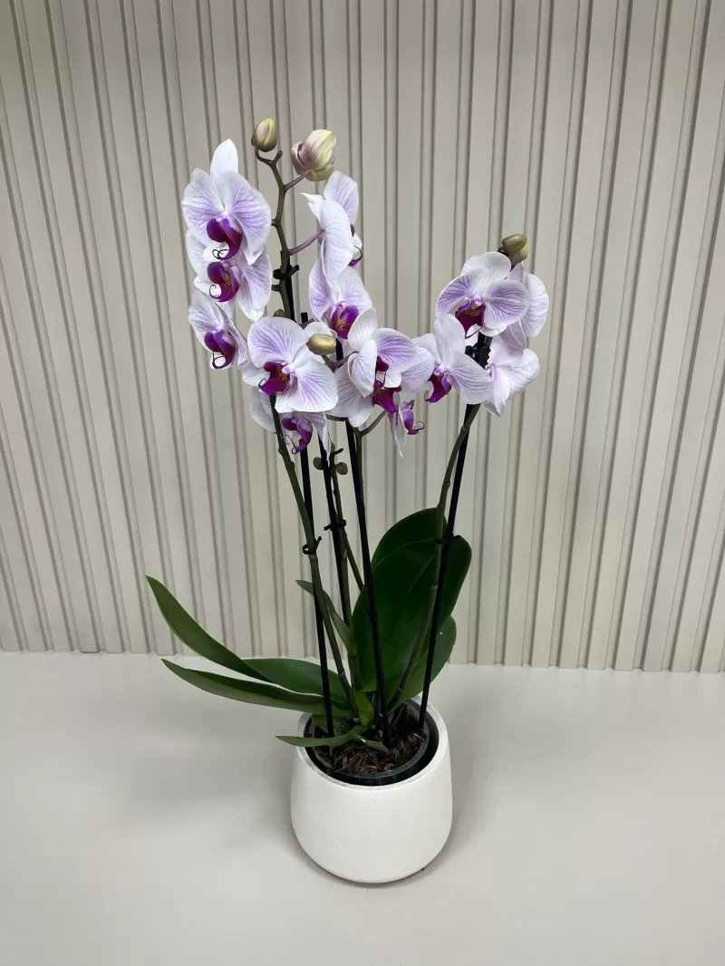 ÇİFT DAL BEYAZ ORKİDE