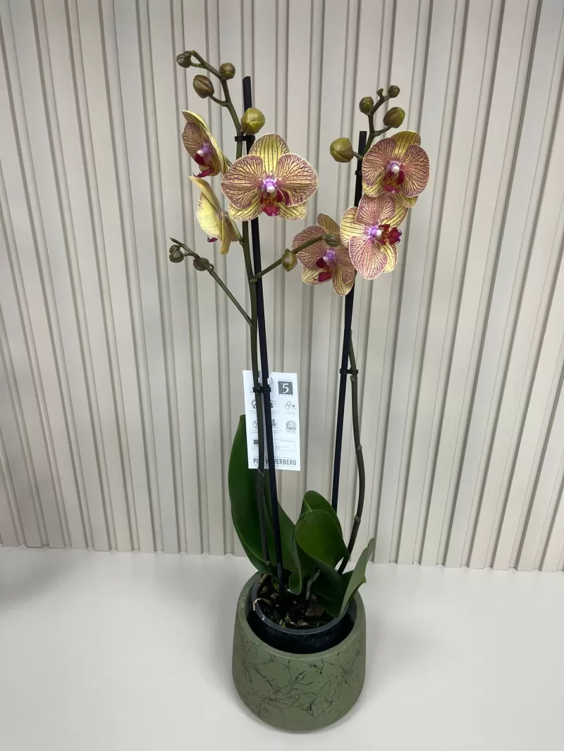 ÇİFT DAL BORDO ÇİZGİLİ ORKİDE