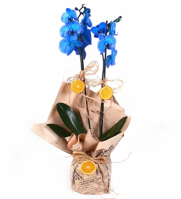 Mavi Orkide 2 Dallı