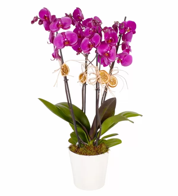 Saksıda 4 Mor Orkide
