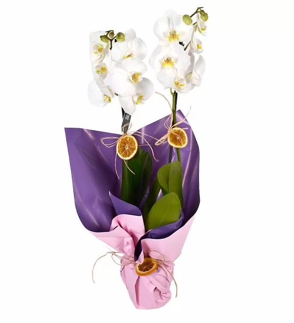 Sensiz Olmaz Beyaz Çift Dallı Orkide